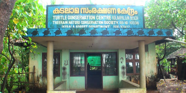Turtle Conservation vadakara